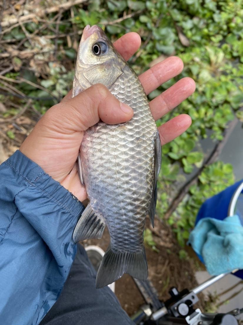 轻舞飞扬   第4页