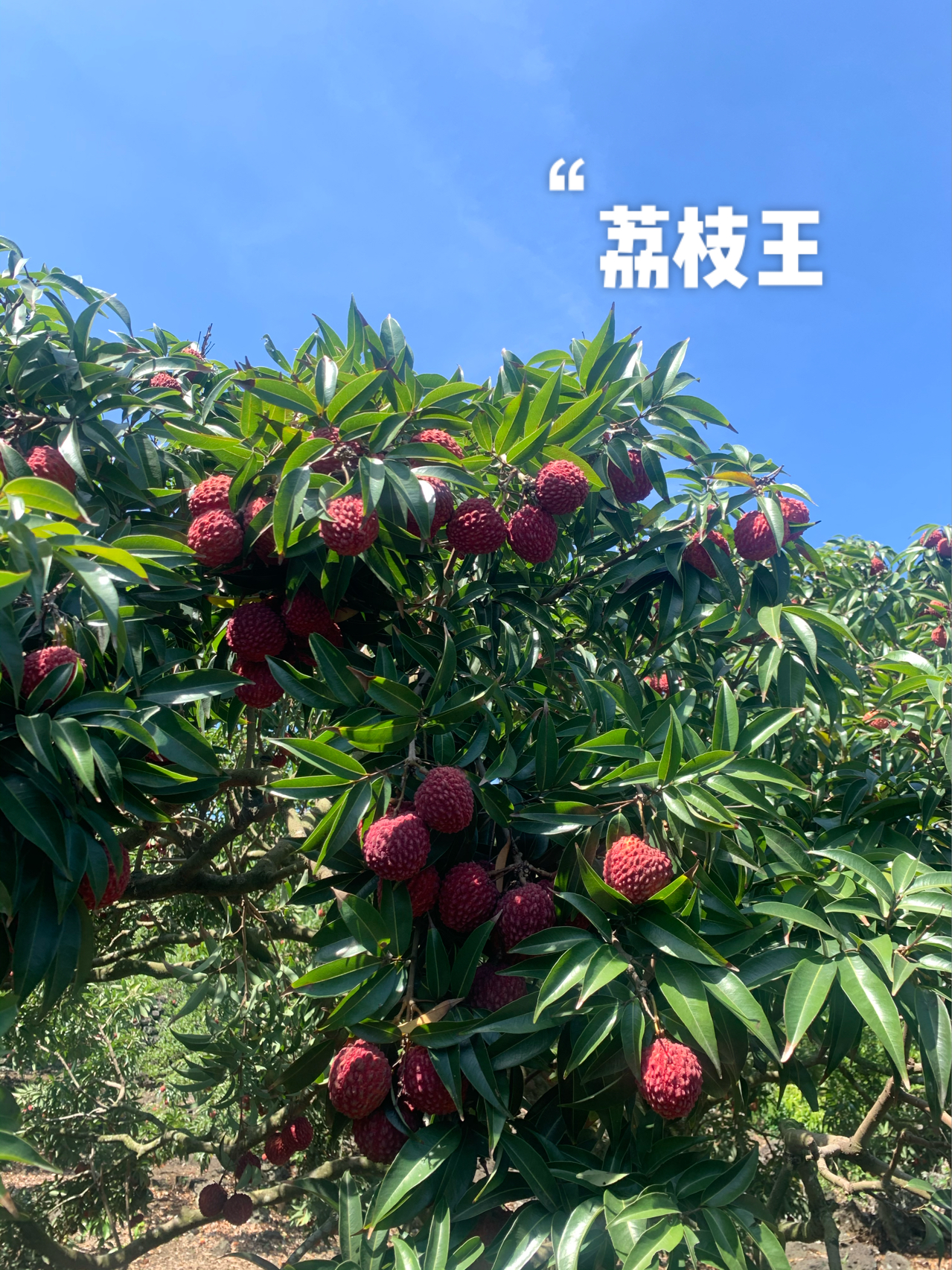 海口荔枝王图片，热带水果之王的魅力展现