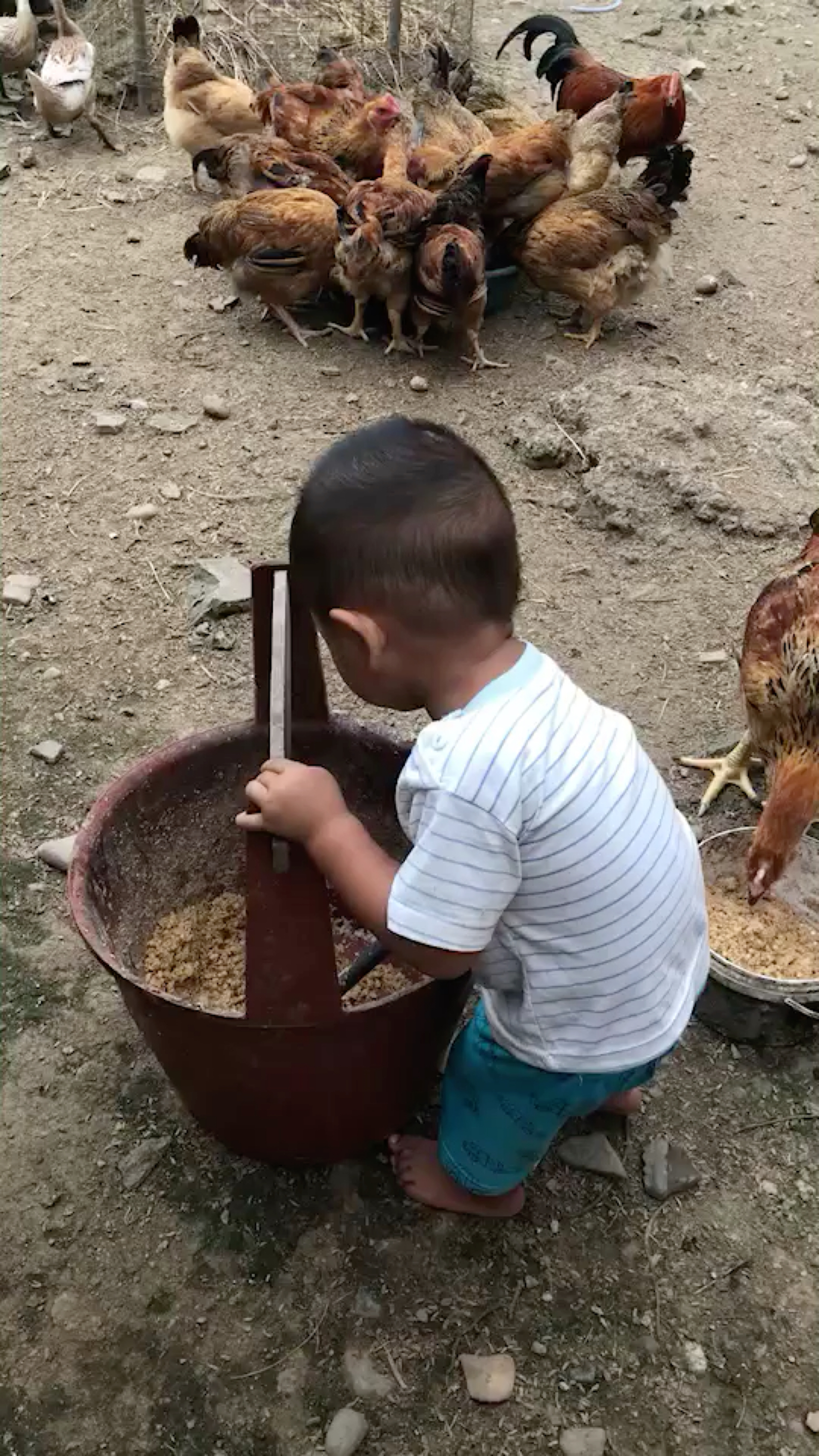 喂鸡吃米行不行？——一场关于鸡食性的深度探讨