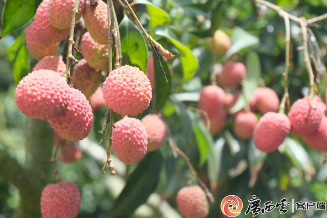 长安的荔枝与我外语之梦