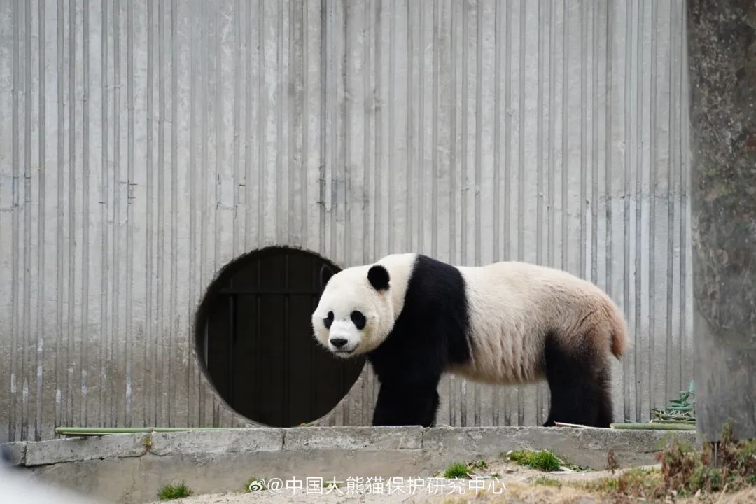 大熊猫回国视频，跨越千里的萌宝归乡之旅